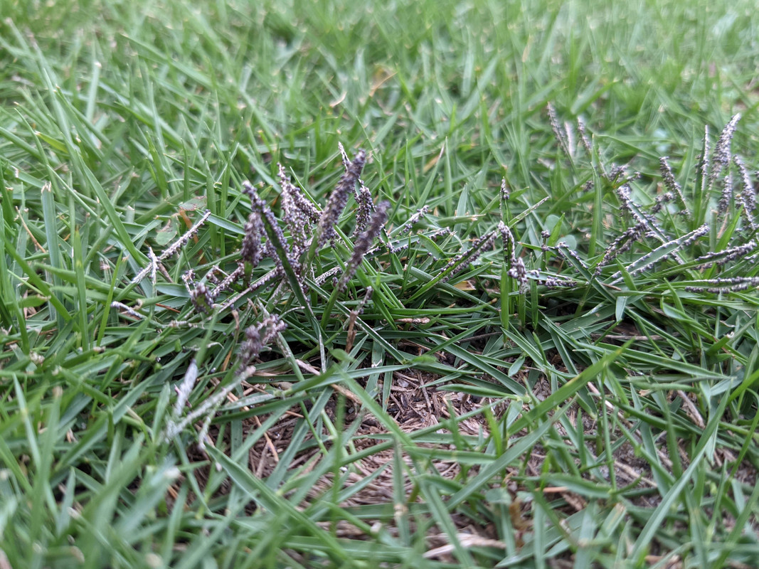 Zoysia fungus identify Lawn Care Forum