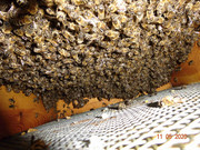 [Obrázky: DSC02375-1.jpg]