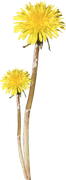 0-1c0e09-c9bcbcbe-orig