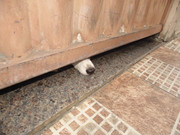 45.6.daylight bystanders VI