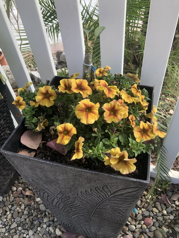 D1DEA64A-5424-4B04-8C72-A402626F6FBD_1_105_c