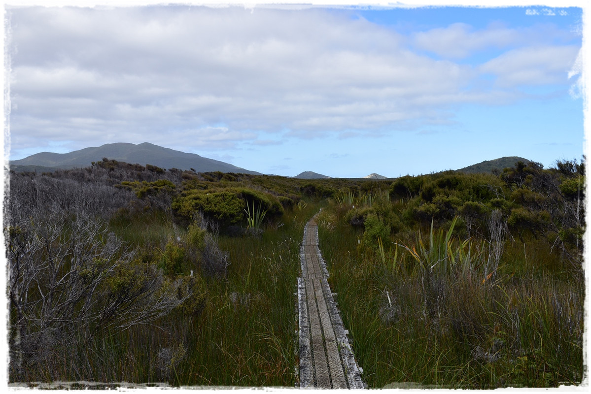 Escapadas y rutas por la Nueva Zelanda menos conocida - Blogs de Nueva Zelanda - Stewart Island:  kiwis, Coast to Coast y unos días en Oban (febrero 2021) (14)