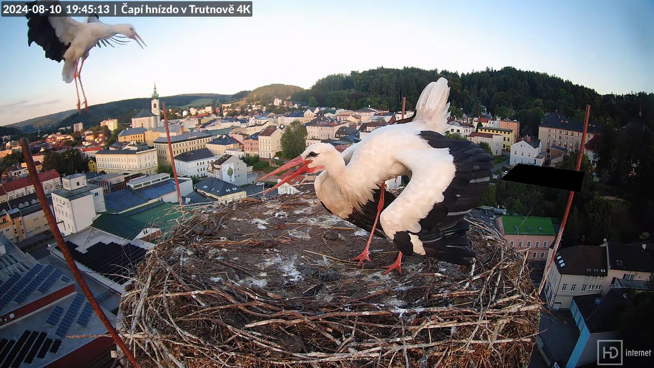 Tiešraidē no stārķa ligzdas uz alus darītavas skursteņa Trutnovā 17-22-47 screenshot (1)
