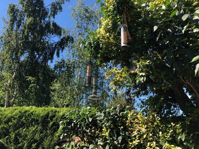 bird-feeder-last-pic-aug-2020.jpg