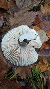 IMG-20221120-082816