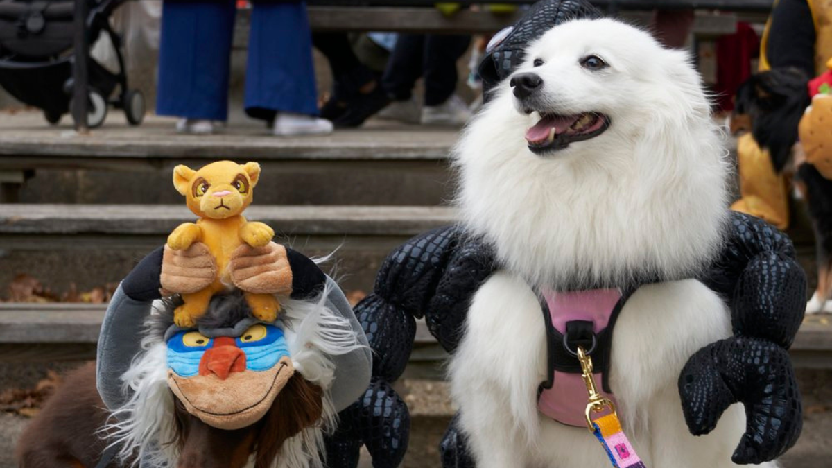 Everything to Know About NYC's Halloween Dog Parade