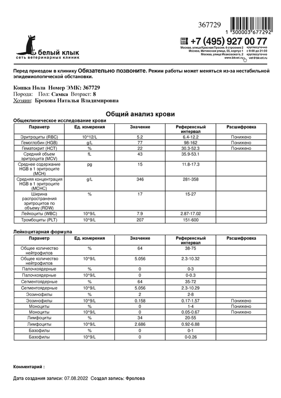 Общий анализ крови new Кошка Нола 3677291 (5) — Postimages