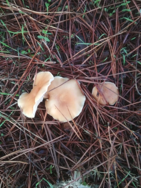 Optimized-photo_2020-11-17_21-42-25 (2)