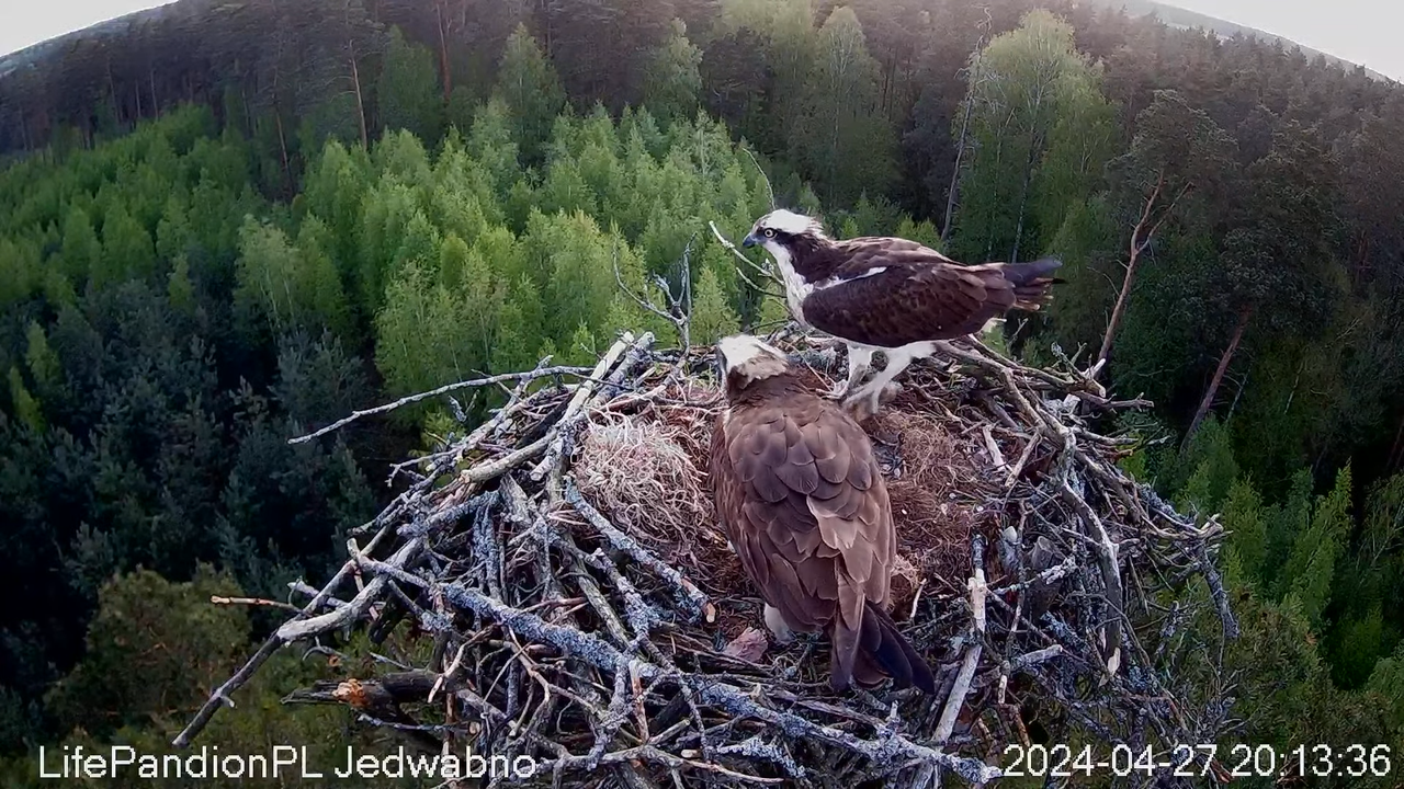Rybołowy Online Puszcza Napiwodzko-Ramucka _ Ospreys Online in Napiwodzko-Ramucka Forest 13-24-8 scr