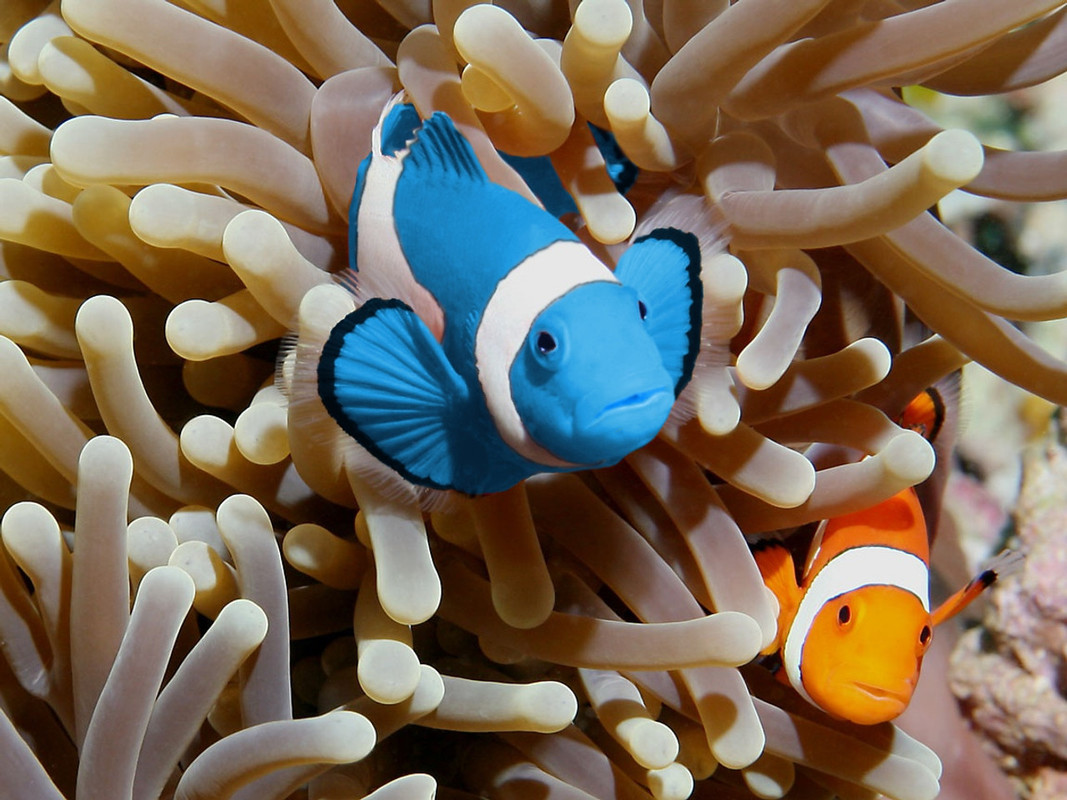 Clownfish