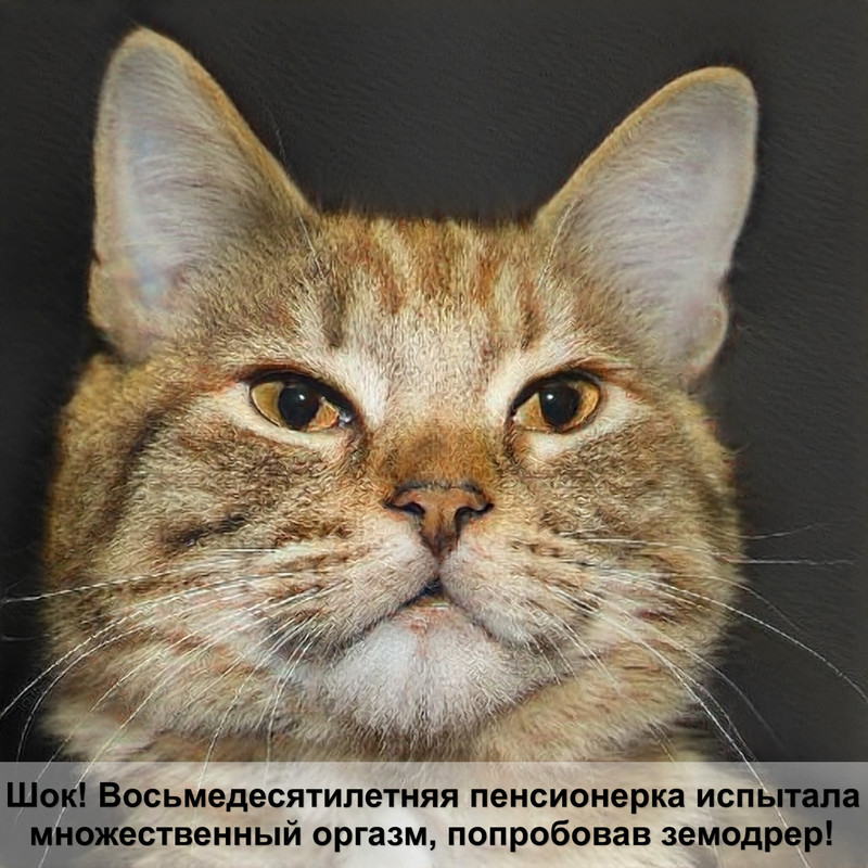 кошки с круглыми ушами