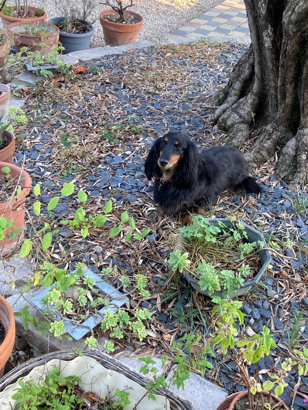 [Image: 08ef1a14-ccdc-480b-8ea3-117325a59540.jpg]