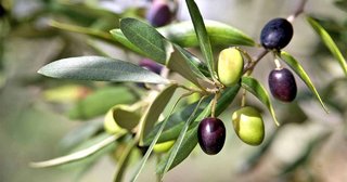 [Image: Olives-Are-Easy-to-Grow-in-the-Right-Location.jpg]