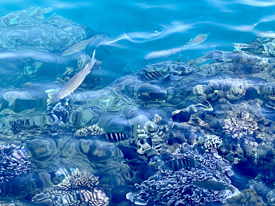 [Linked Image from i.postimg.cc]