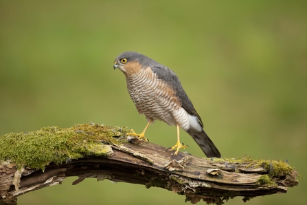 Protect British Birds of Prey