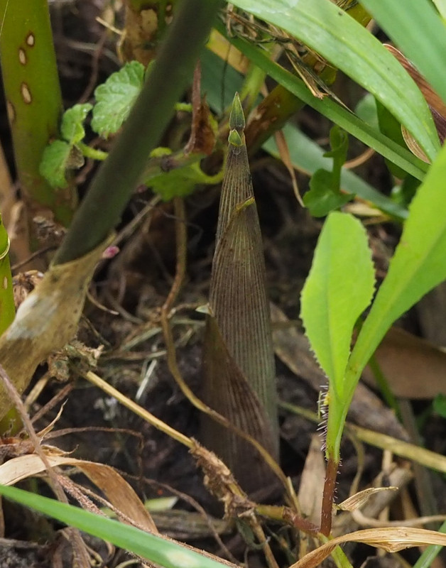 2020 Turions20200424_152638009 (2)