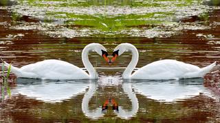  Thơ họa Nguyễn Thành Sáng & Tam Muội (467) Swan-lake-swim-steam-fidelity-reflection-heart-29361-1920x1080