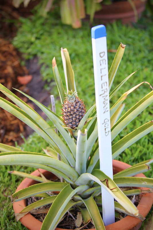 D090733E-895F-4AAD-AF2A-D05073D0F744_1_201_a