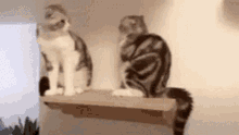 cats-fight.gif