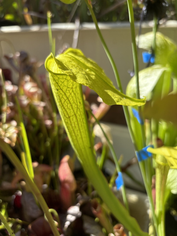 MHH spring 2024 — flowering year still huge lid
