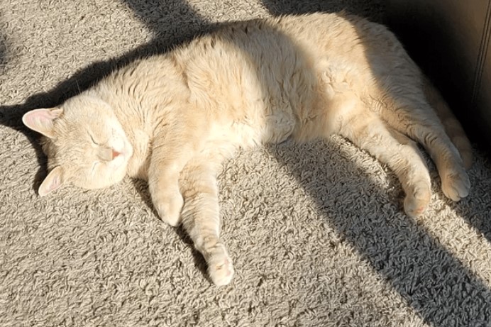cat-sun-basking.jpg