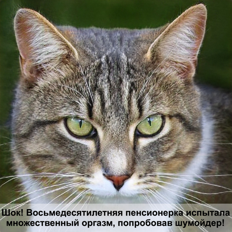 как можно нарисовать кошку