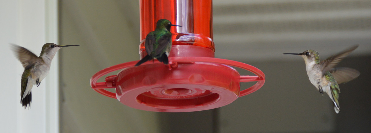 2021-5-6 Hummingbirds In Flight (23)