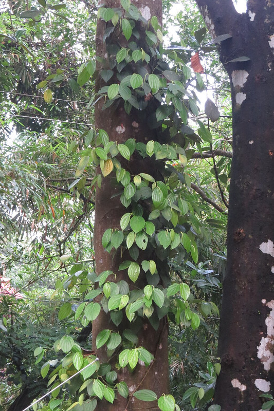 Black Pepper Plant