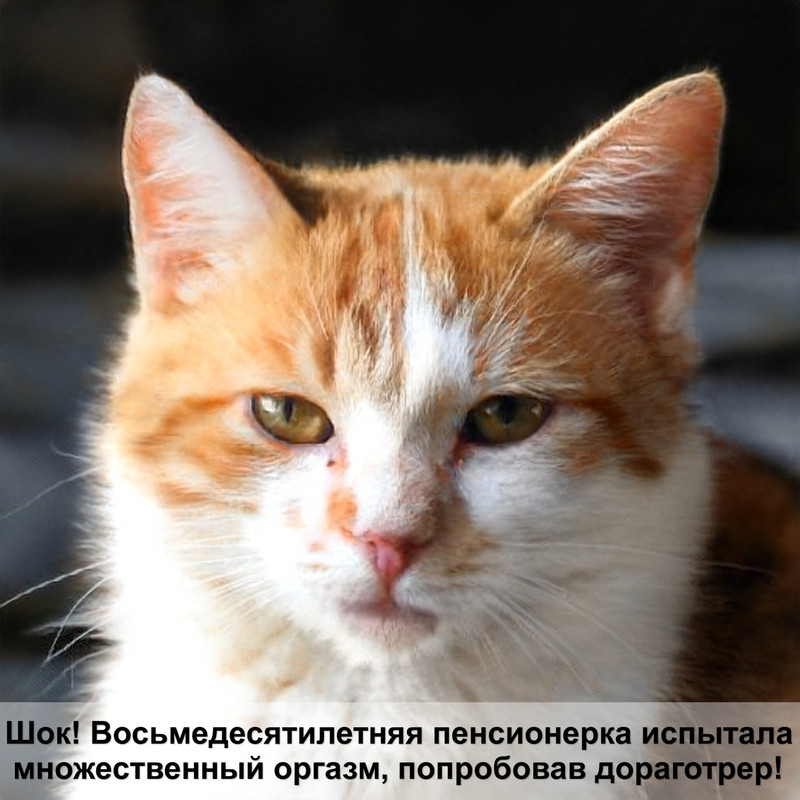 сухой корм для шотландских кошек