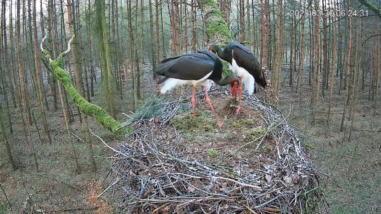 6 24 Flo dostarcza trawę