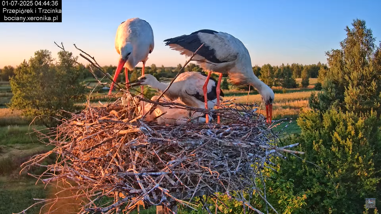 01072025bociany4