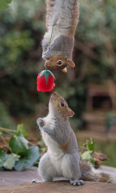 redsquirrels.jpg