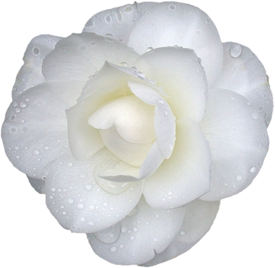 Mariposa_Kit_13