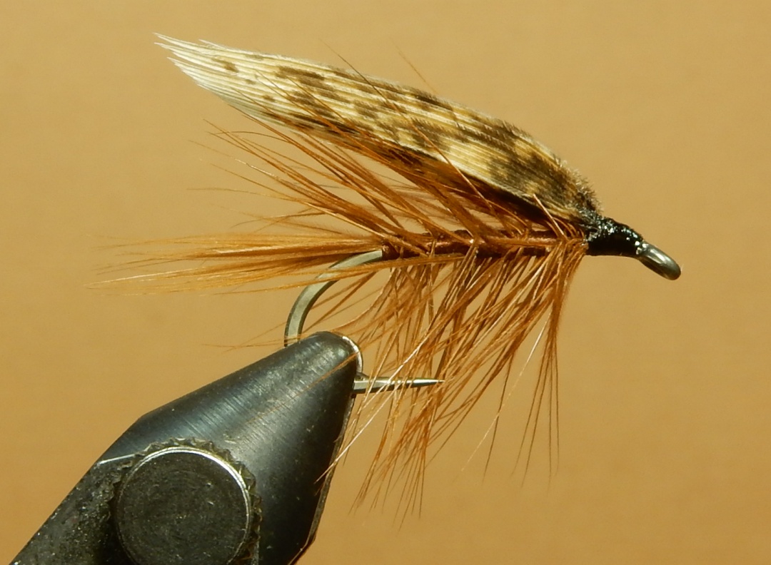 Brown-Turkey-1080.jpg