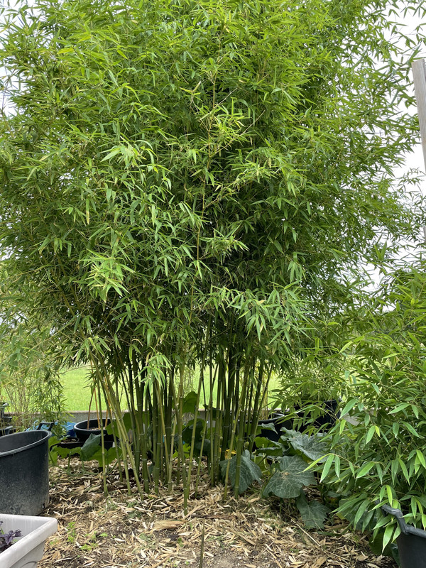 204D2A55-0709-44DE-9866-80900DB2089E