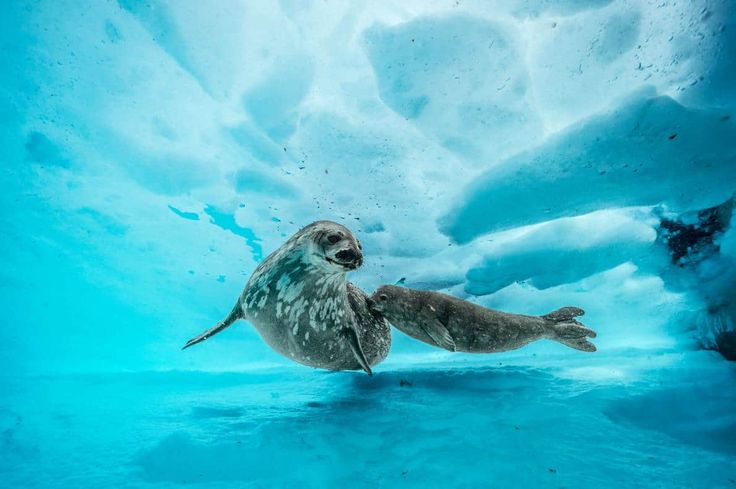 Weddell Seals Designed for diving under ice