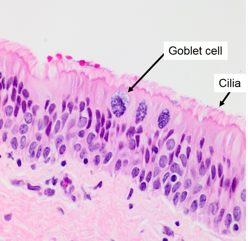 respiratory epithelium