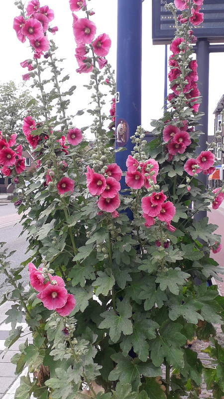 [Image: 20190701-165707.jpg]