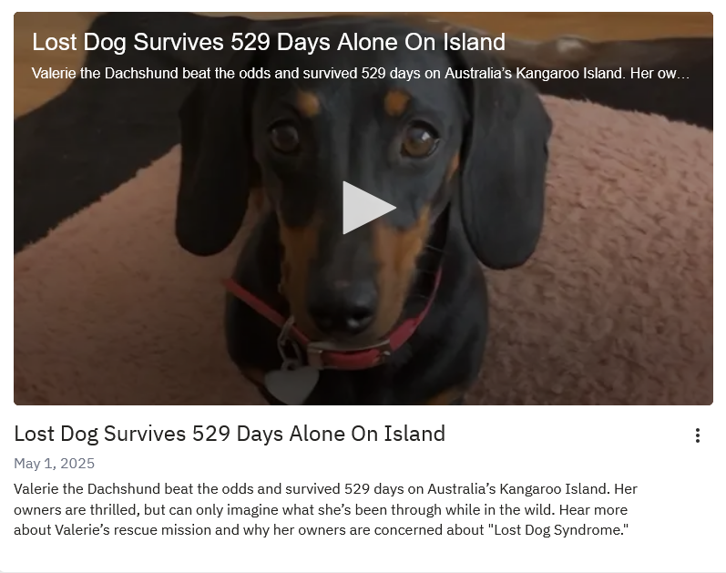 [Image: Lost-Dog-Survives-529-Days-Alone-On-Isla...hannel.png]