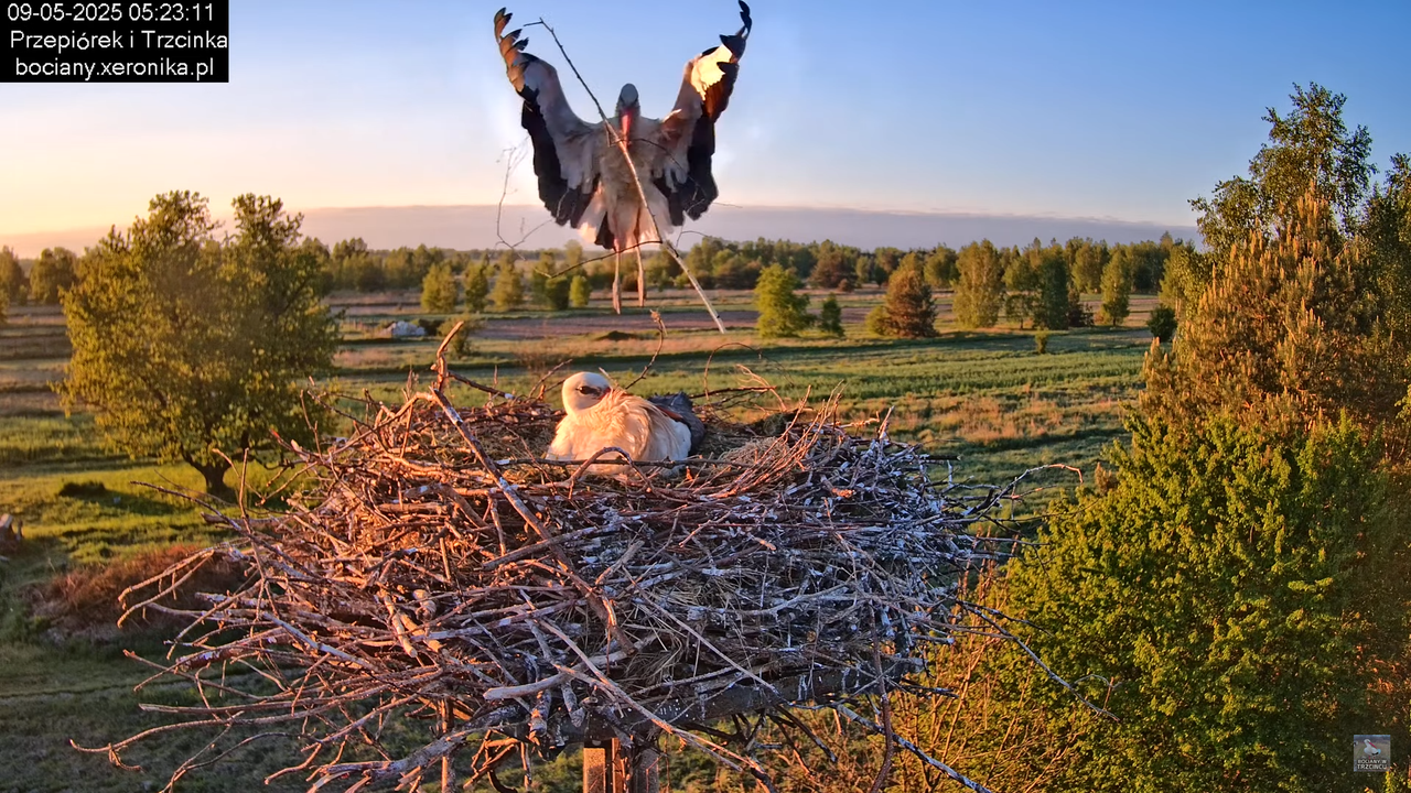 09052025bociany7