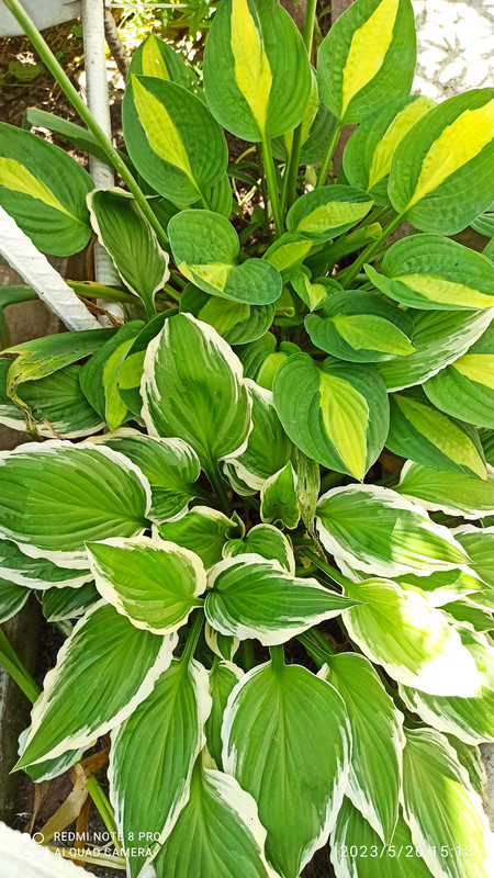 IMG_20230526_151859
