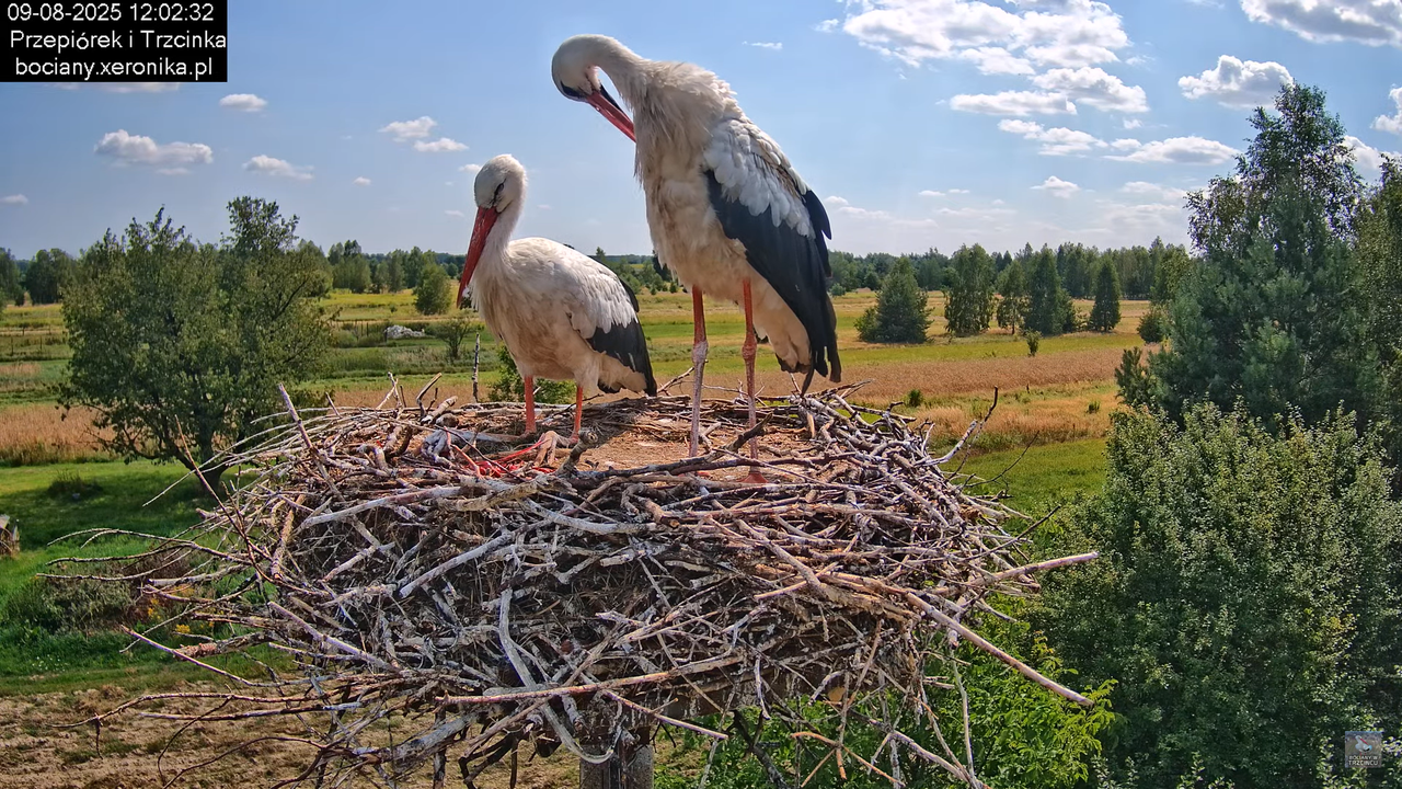 09082025bociany17