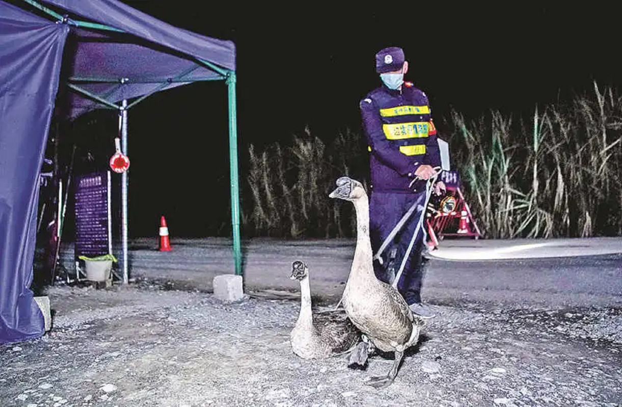 China ocupa gansos policía para cuidar el orden en las fronteras ¡Así se ven!