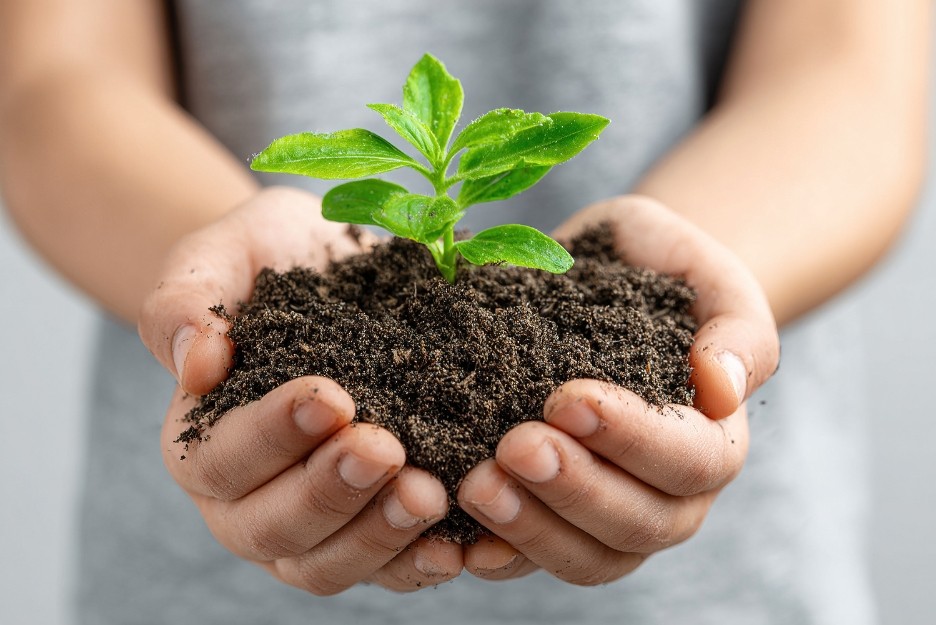 Growing tips for best results for chilli plants: sunlight, watering, feeding and care