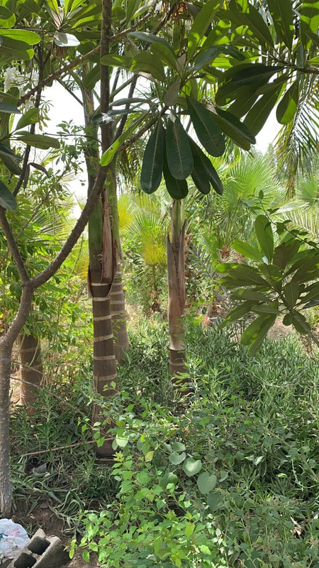عمل