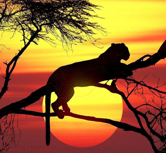 yellowlionsundown.jpg