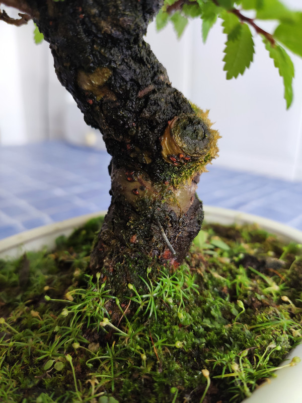 ZELKOVA NIRE - SHOHIN 16-7-2020-6