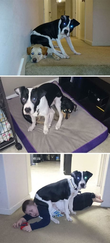 20 независимых животных, которым нет никакого дела до мнения других