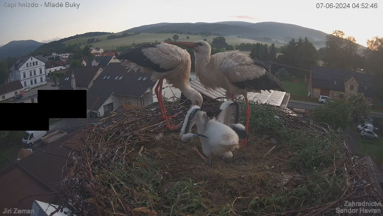 Tiešraides kamera — Mladé Buky — stārķa ligzda 5-51-1 screenshot