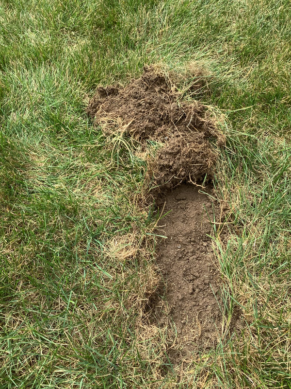 Thin roots - grubs & ants? | Lawn Care Forum